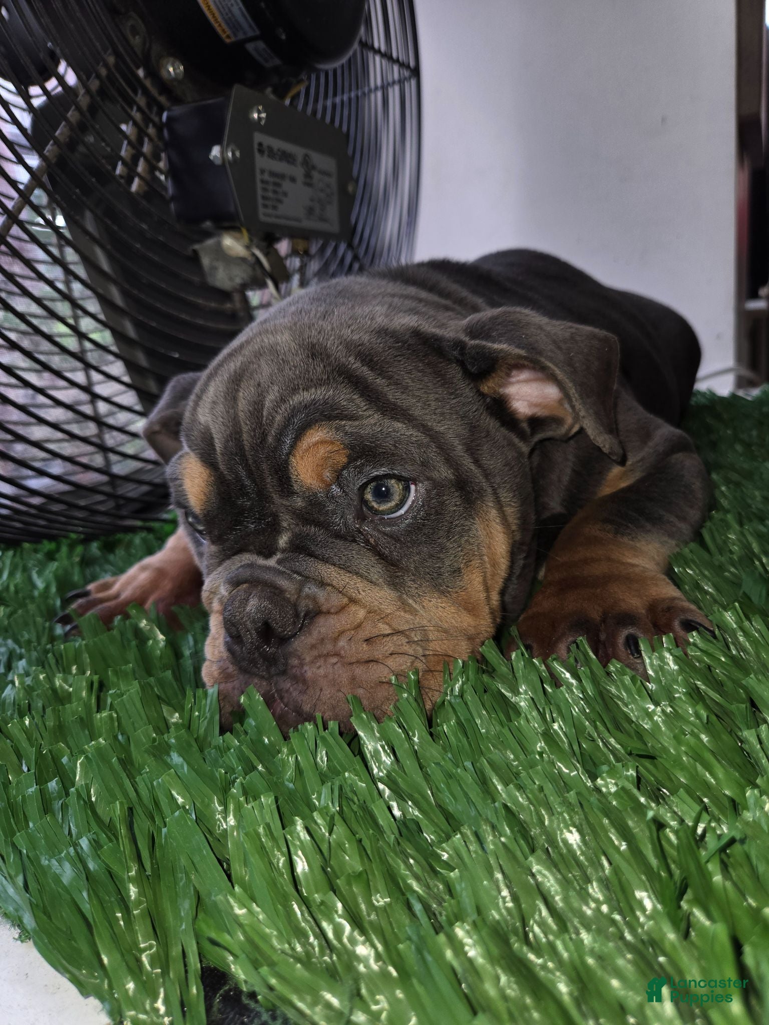 English Bulldog dogs English Bulldog 1 - Ad 2