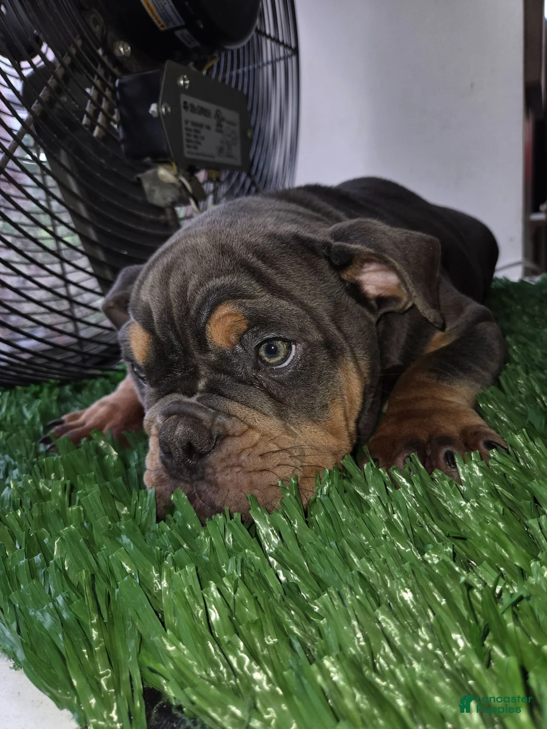 English Bulldog dogs for sale: English Bulldog 1 - Ad 2