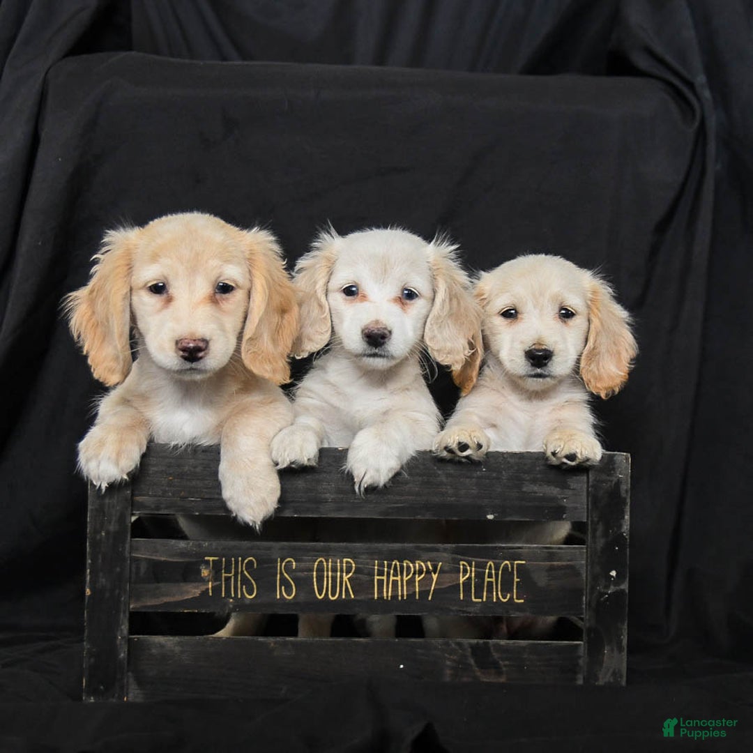 Miniature Dachshund dogs for sale: Wiggles - Ad 5