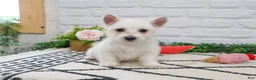 West Highland Terrier dogs for sale: Quincey  - Ad 4