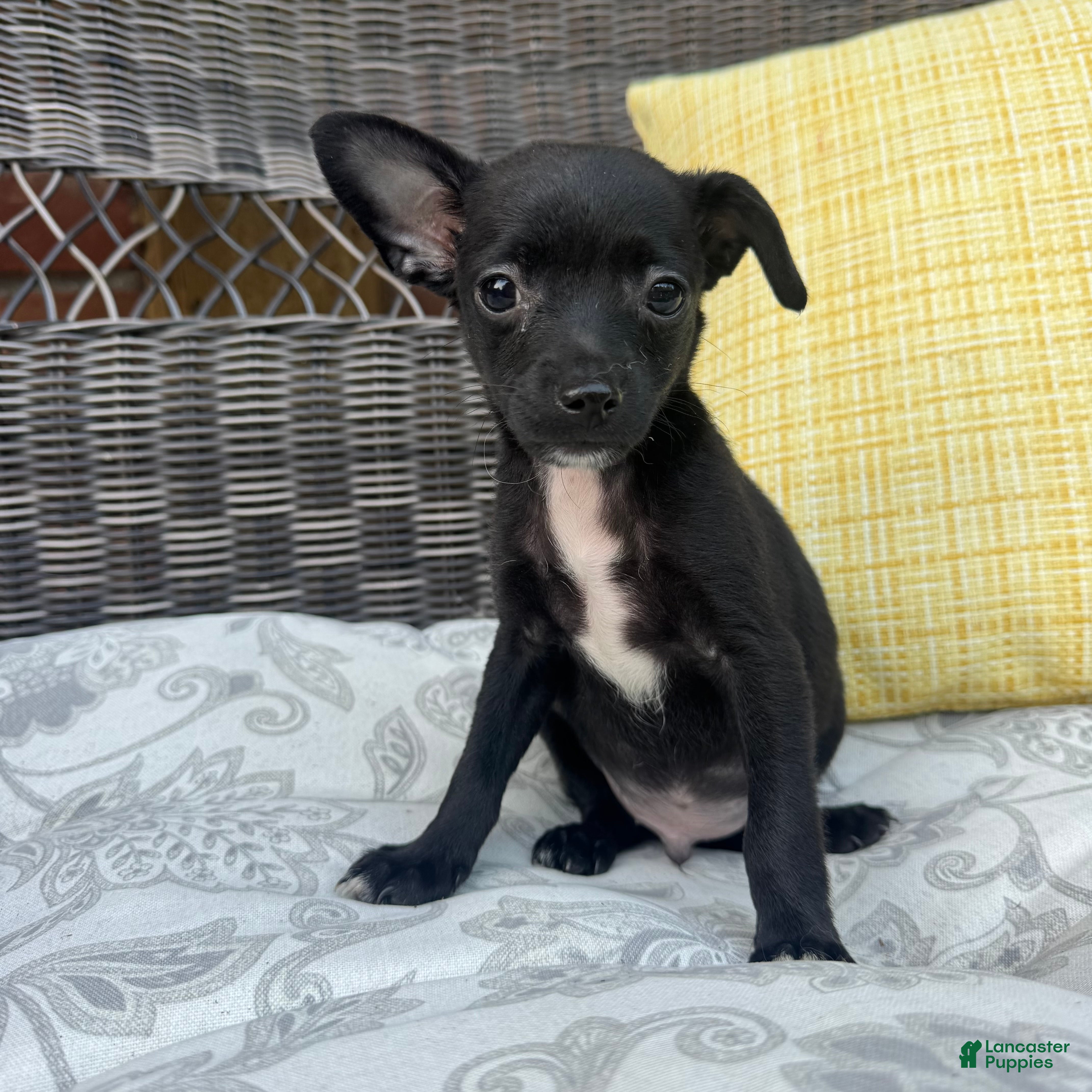 Chihuahua dogs Dylan - Ad 2