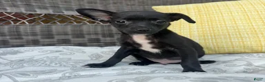 Dylan