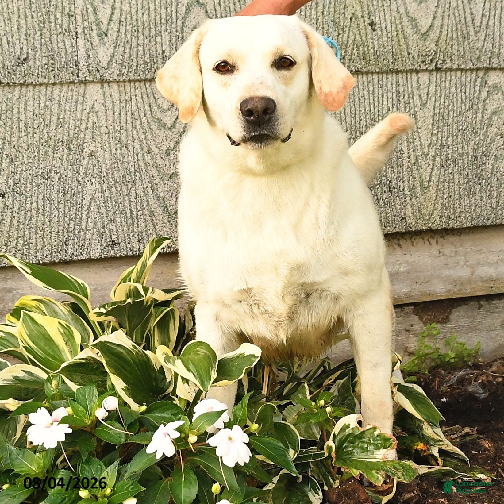 Labrador Retriever dogs Lyla - Ad 2