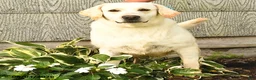 Labrador Retriever dogs for sale: Lyla - Ad 2
