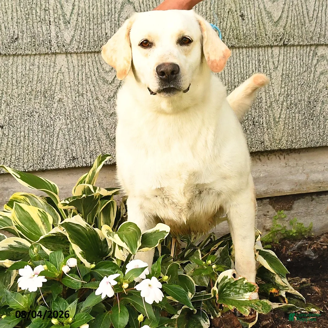 Labrador Retriever dogs for sale: Lyla - Ad 2