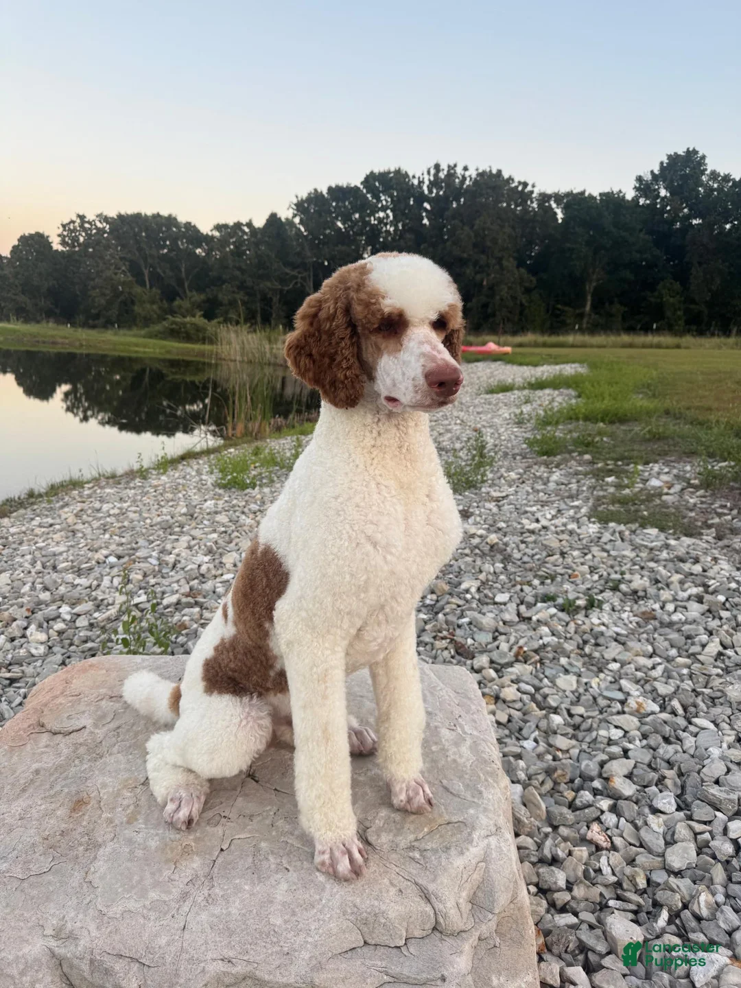 Standard Poodle dogs for sale: Gravel Road - Ad 4