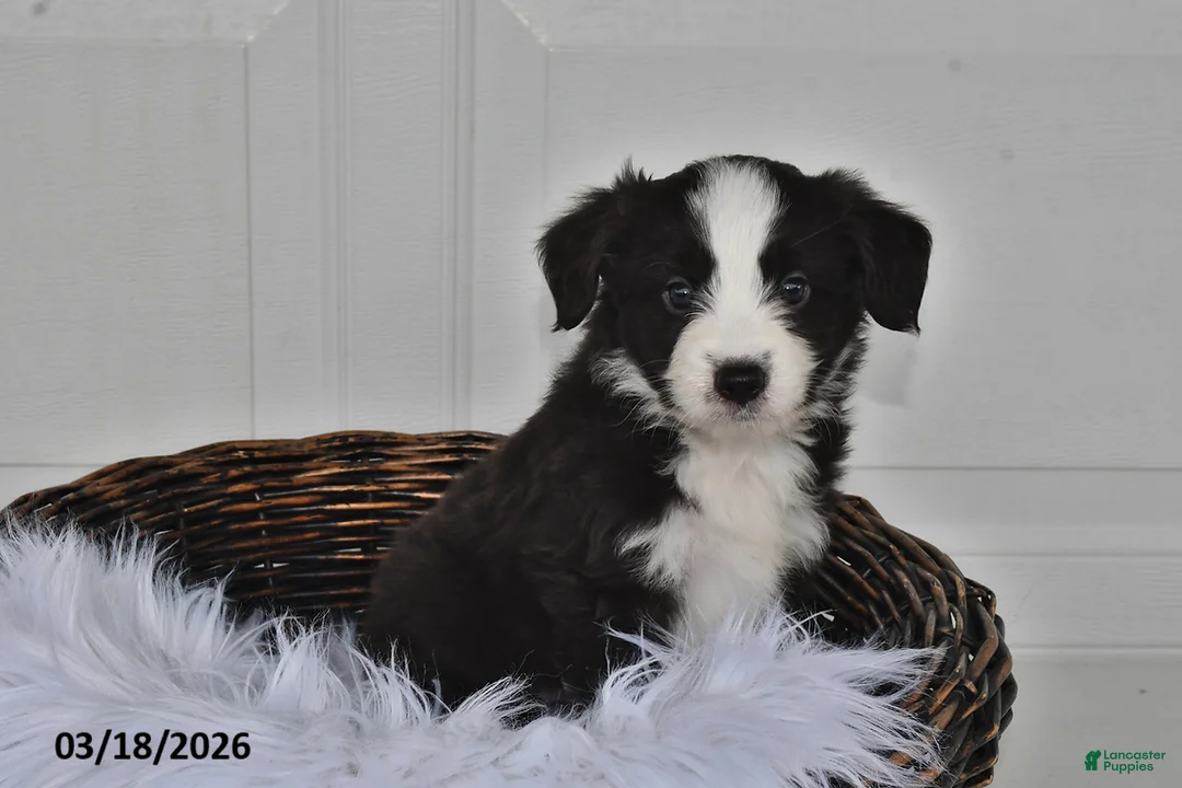 Aussiedoodle dogs for sale: Chloe - Ad 1