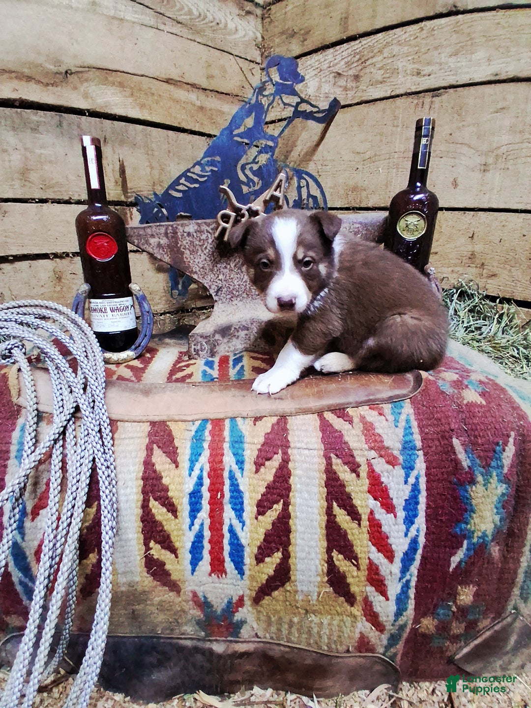 Border Collie dogs for sale: Border Collie Puppy 3 - Ad 3