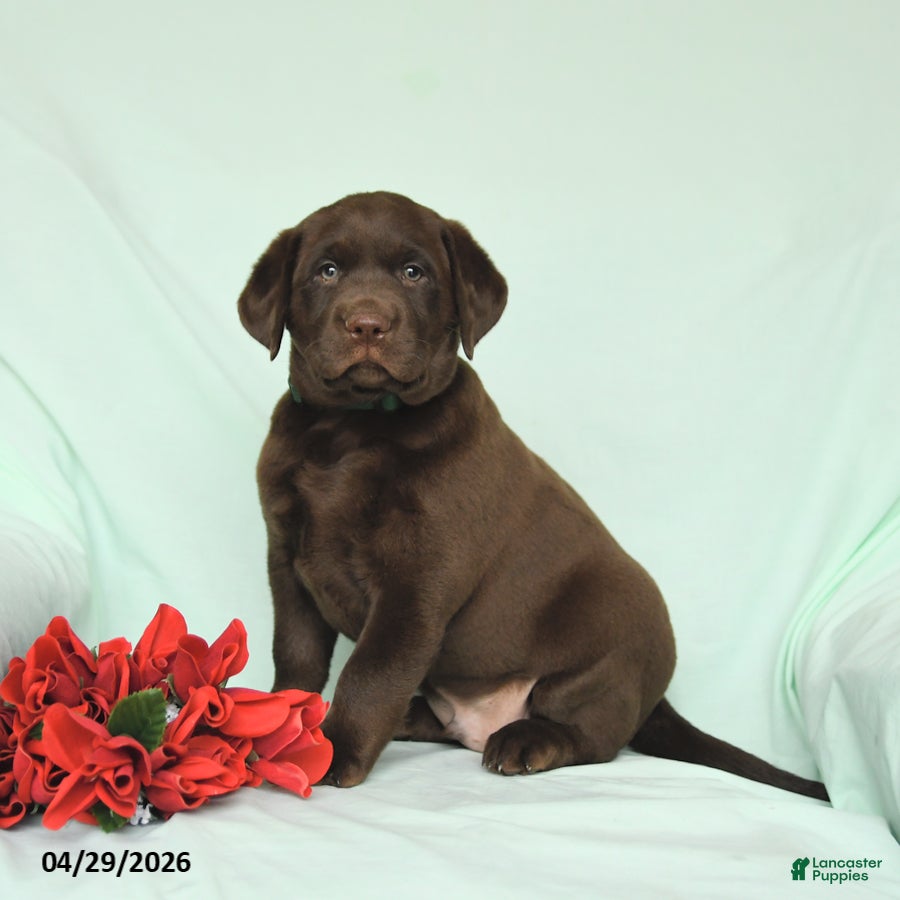 Labrador Retriever dogs for sale: Teddy - Ad 2