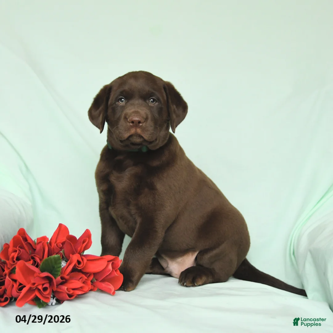 Labrador Retriever dogs for sale: Teddy - Ad 1