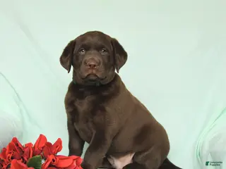 Labrador Retriever dogs for sale: Teddy - Ad 2