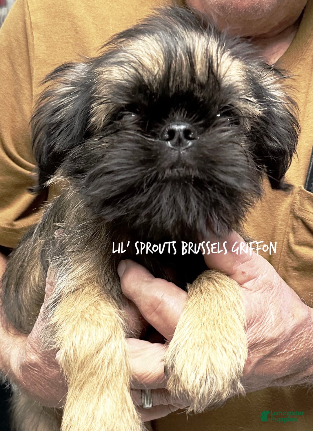 Brussels Griffon dogs for sale: Shadow  - Ad 1
