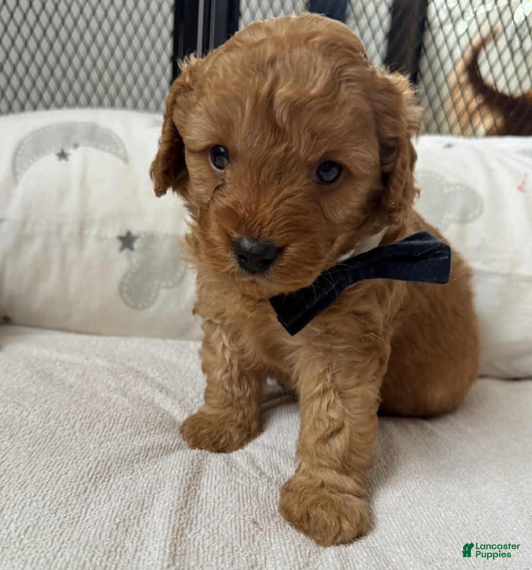 Cavapoo dogs for sale: Johnny  - Ad 12