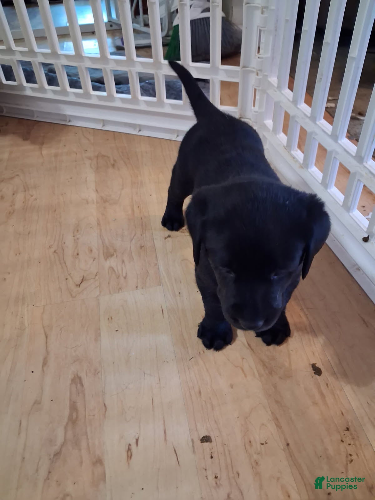 Labrador Retriever dogs Light Blue Collar - Ad 1
