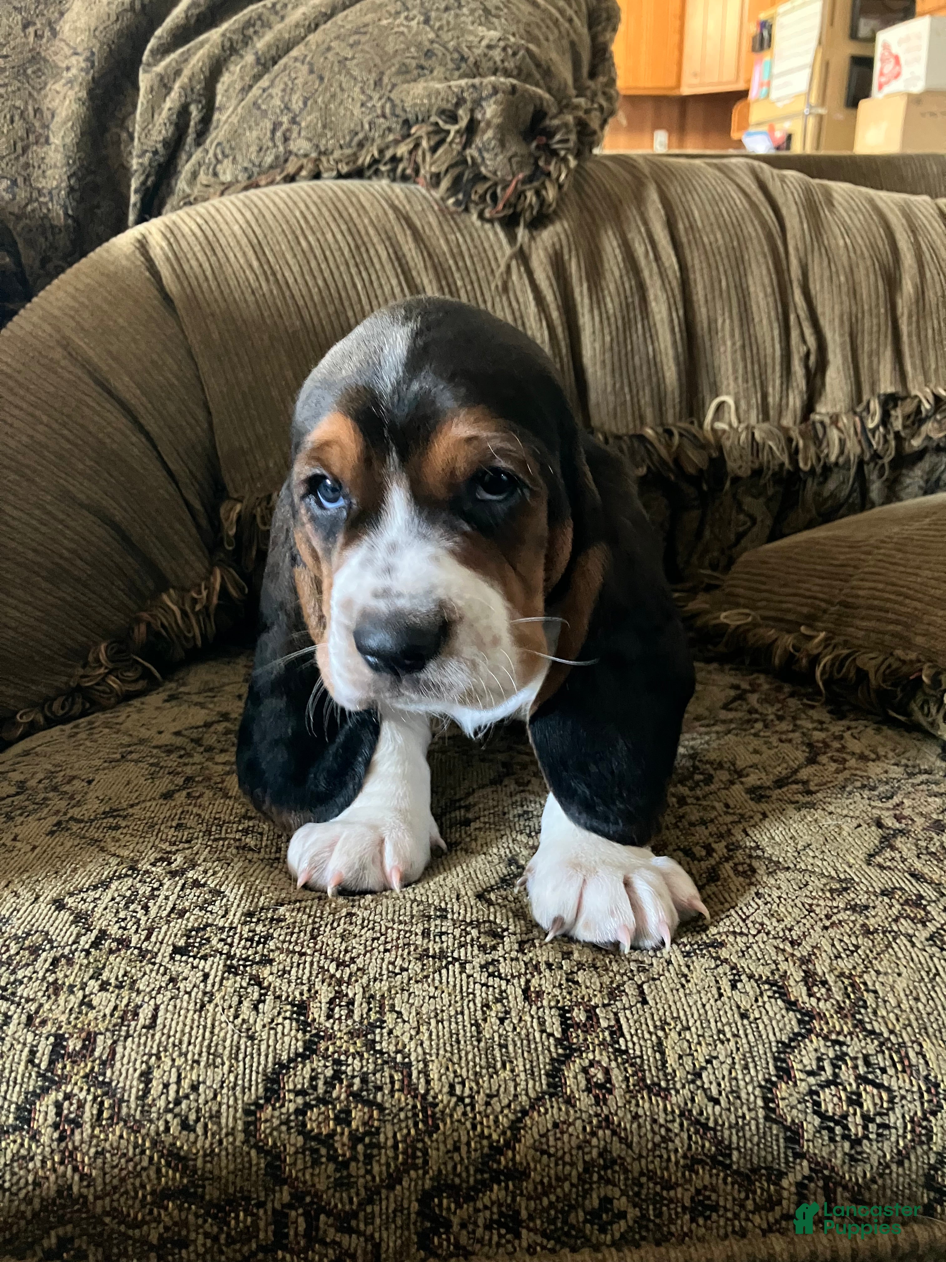 Basset Hound dogs  Dozer - Ad 13