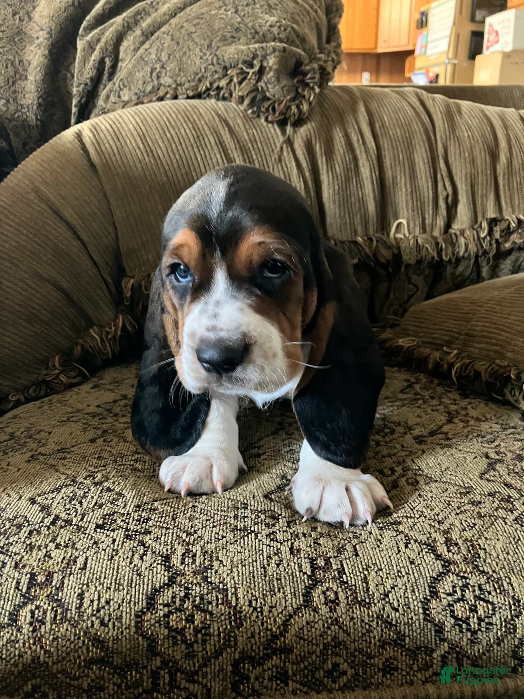 Basset Hound dogs for sale:  Dozer - Ad 1