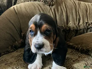 Basset Hound dogs Dozer - Ad 8
