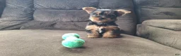 Yorkshire Terrier dogs for sale: Rocket - Ad 4