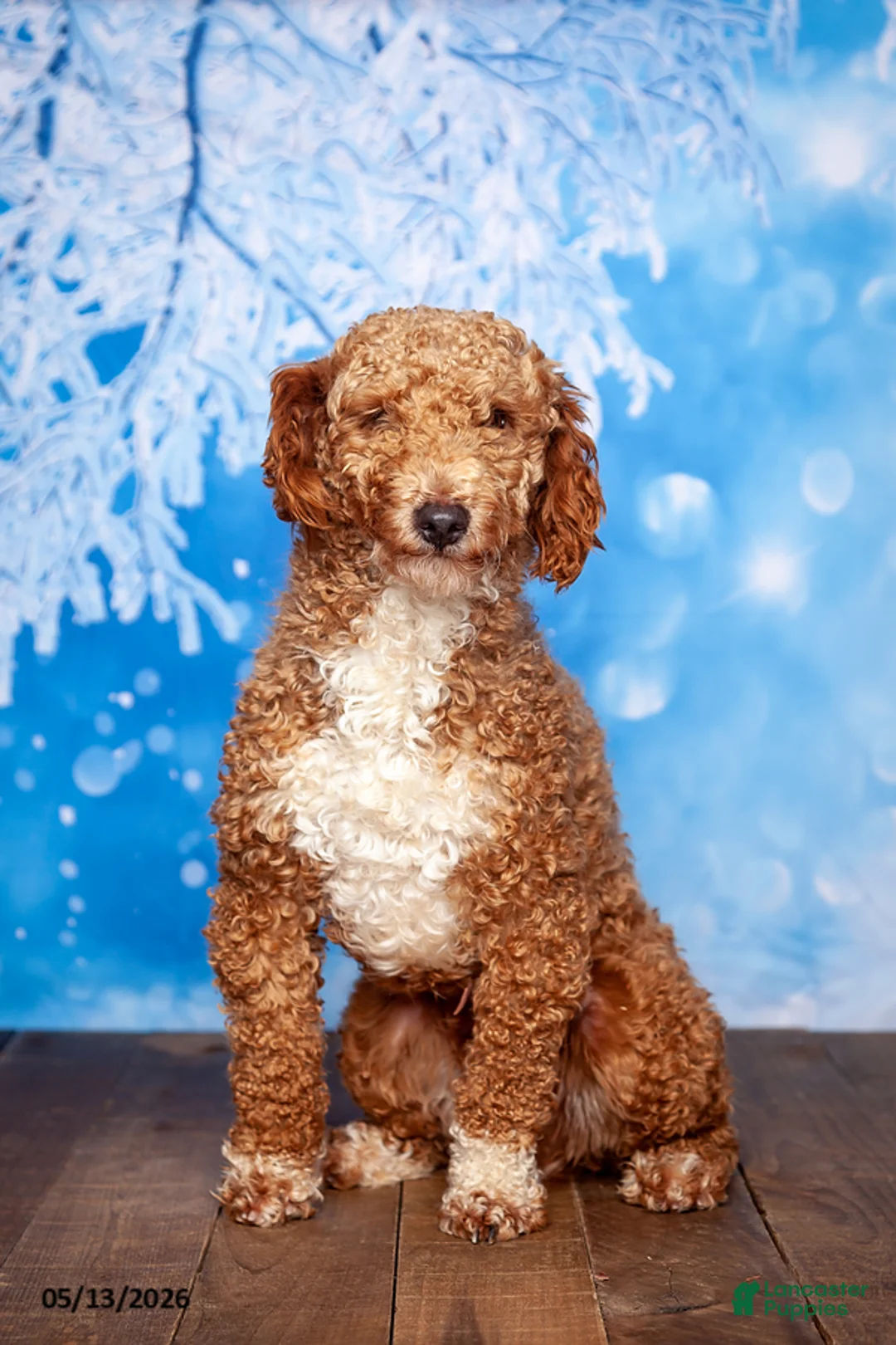 Mini Goldendoodle dogs for sale: Ella - Ad 5