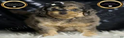 Mini Goldendoodle dogs for sale: Remington - Ad 1