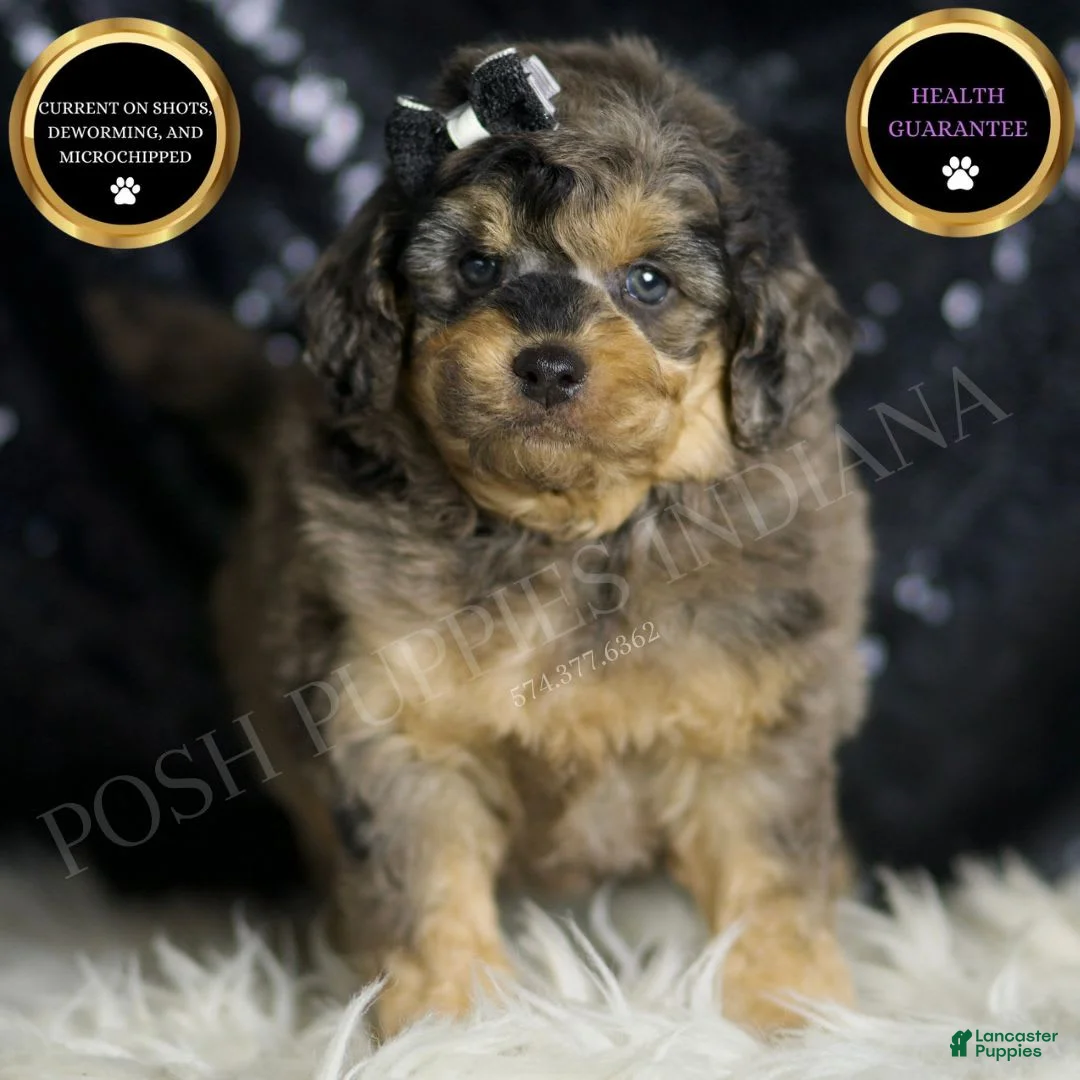 Mini Goldendoodle dogs for sale: Remington - Ad 1