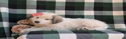Mixed Breed dogs for sale: Morgan - Ad 5