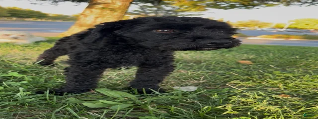Onyx 