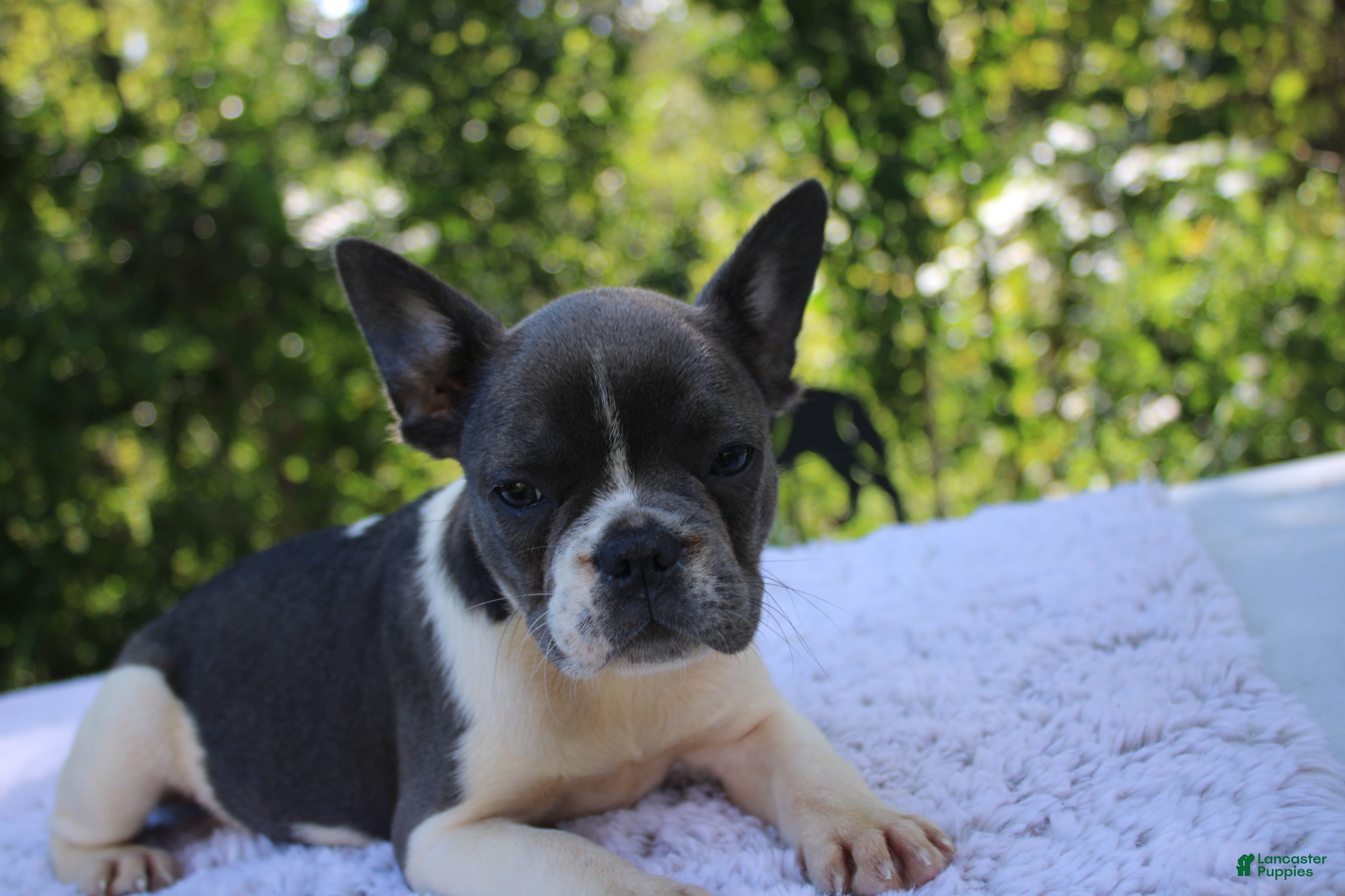 French Bulldog dogs JANICE-FLUFFY CARRIER (bottle baby) - Ad 2