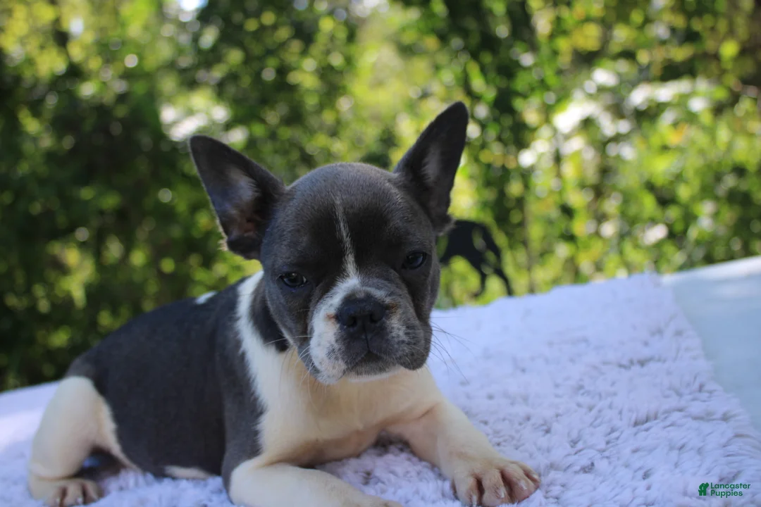 French Bulldog dogs for sale: JANICE-FLUFFY CARRIER (bottle baby) - Ad 2