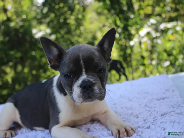 French Bulldog dogs for sale: JANICE-FLUFFY CARRIER (bottle baby) - Ad 2