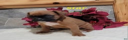 Boxer dogs for sale: Star - Ad 2