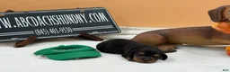 Miniature Dachshund dogs for sale: Grand Champion sired - Ad 3