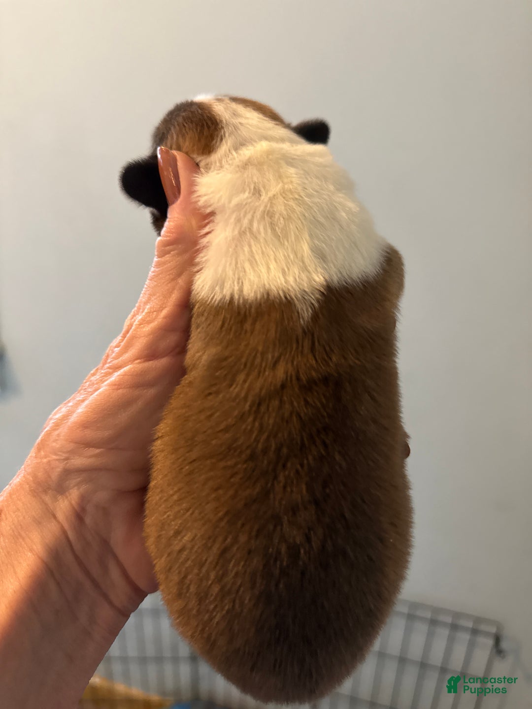 Welsh Corgi Pembroke dogs for sale: Welsh Corgi Pembroke Puppy 4 - Ad 5