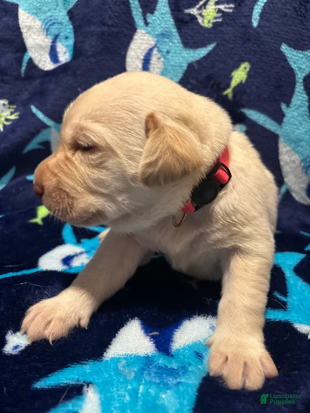 Labrador Retriever dogs for sale: Brittany (pink)  - Ad 2
