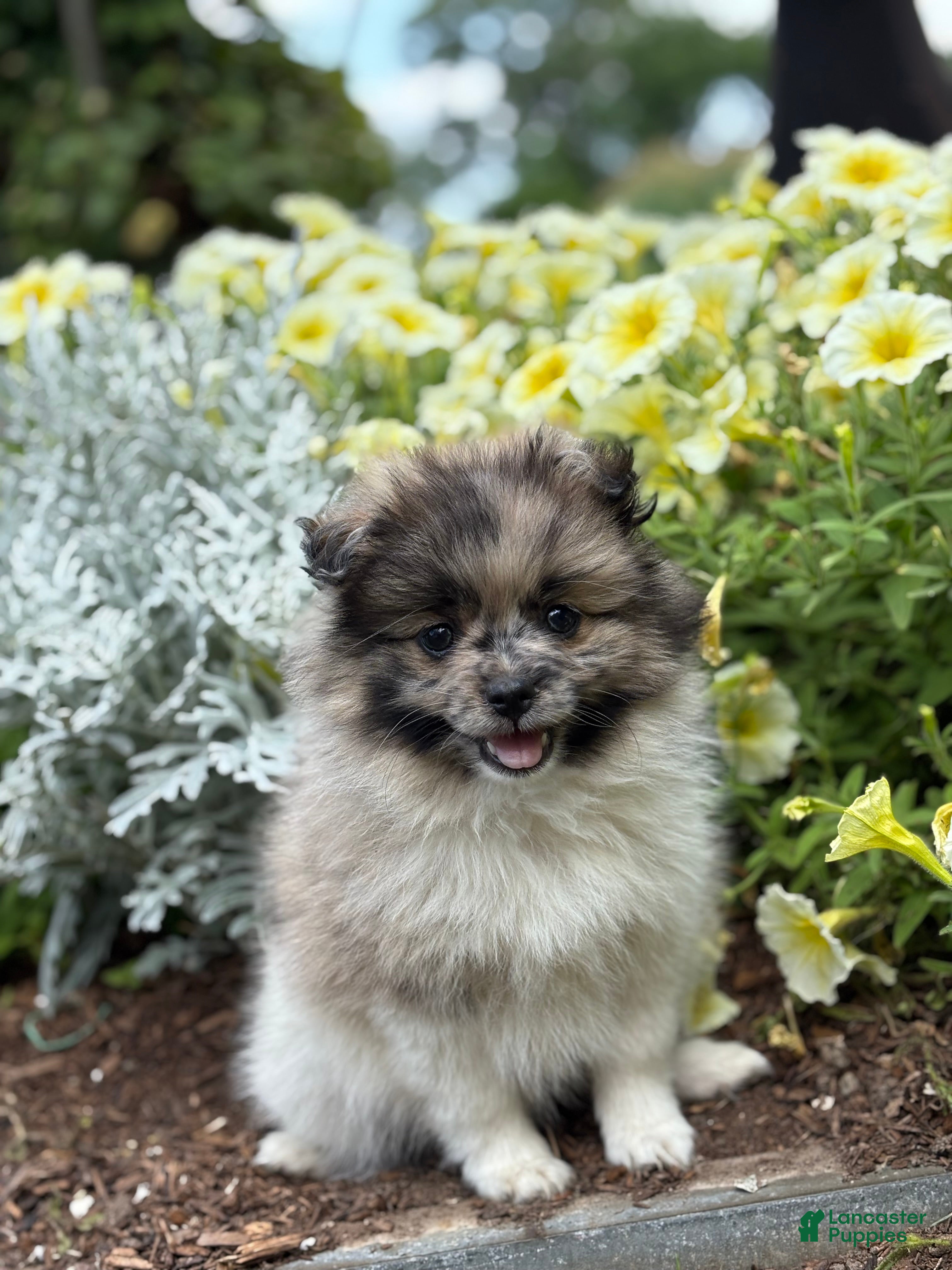 Pomeranian dogs Oakley  - Ad 1