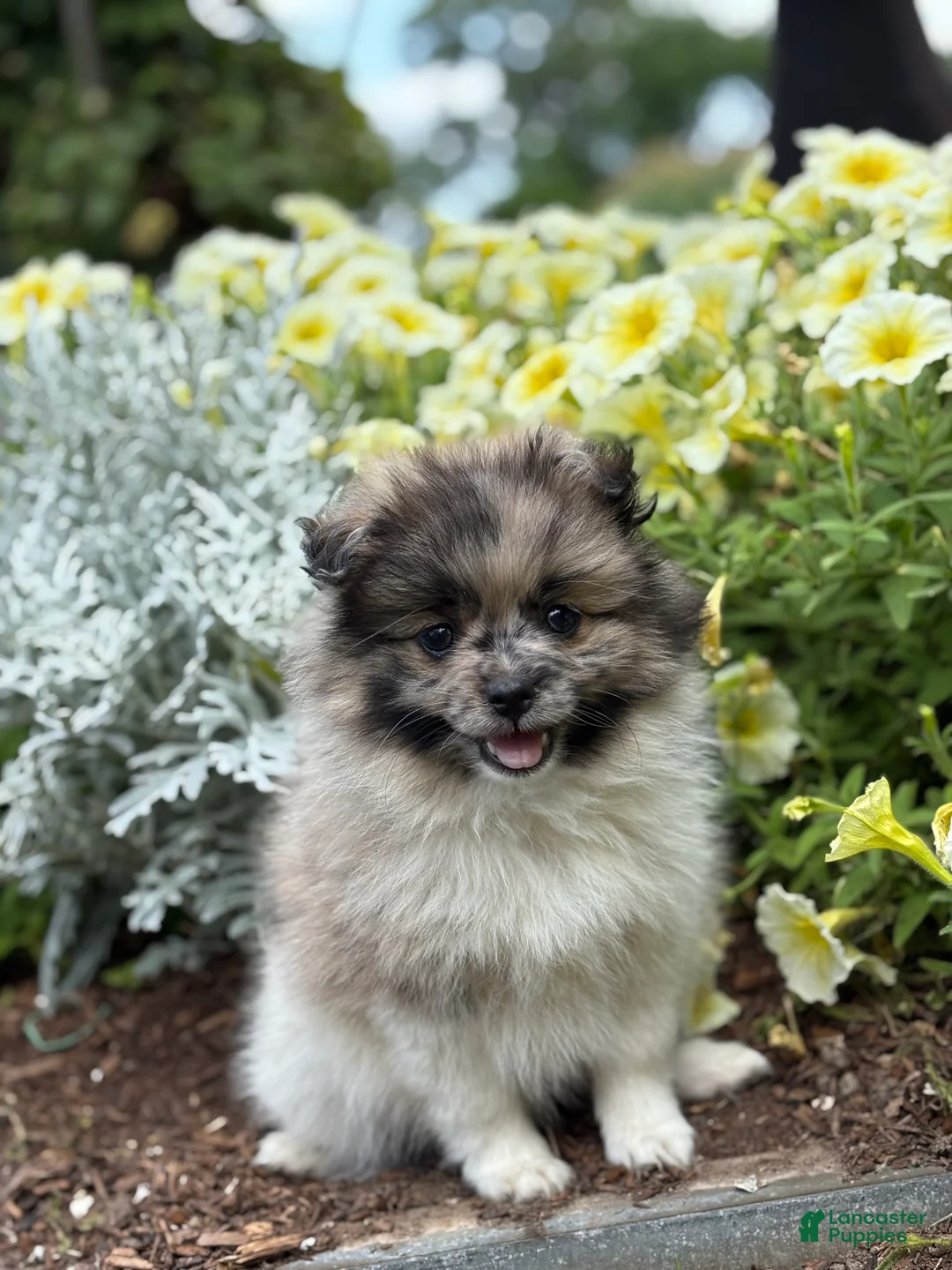 Pomeranian dogs for sale: Oakley  - Ad 1