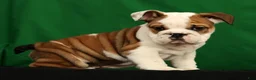 English Bulldog dogs for sale: Ollie - Ad 5