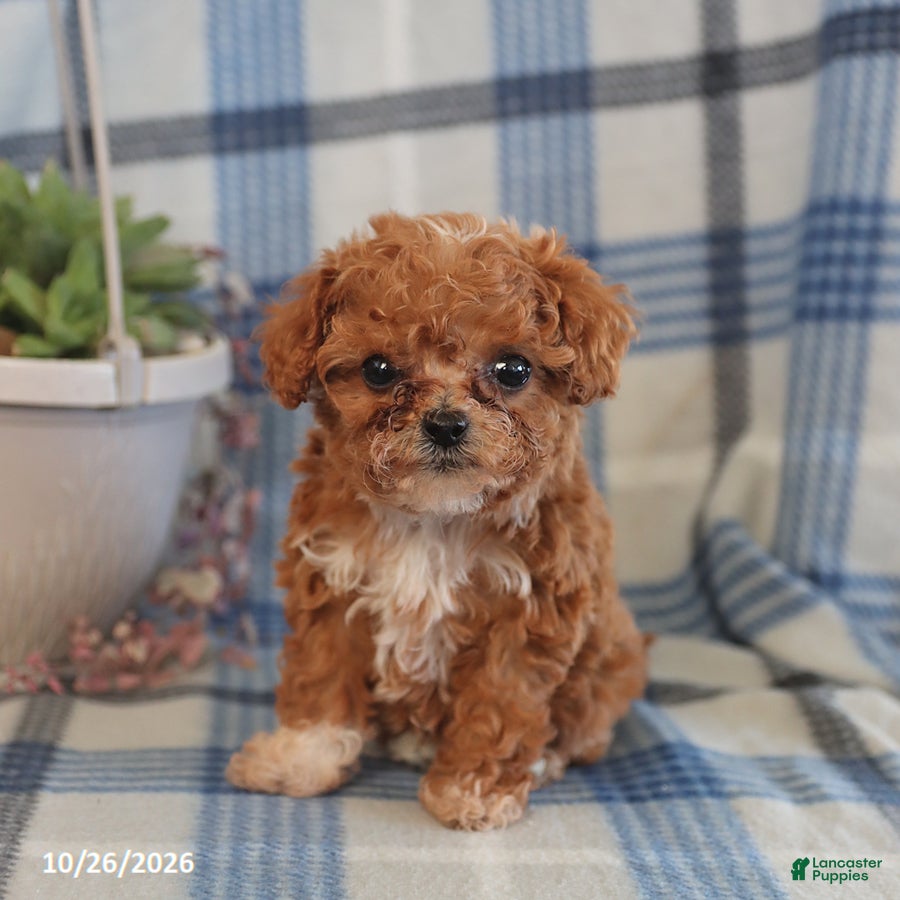 Toy Poodle dogs for sale: Jenna - Ad 1