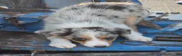 Border Collie dogs for sale: Bella  - Ad 3