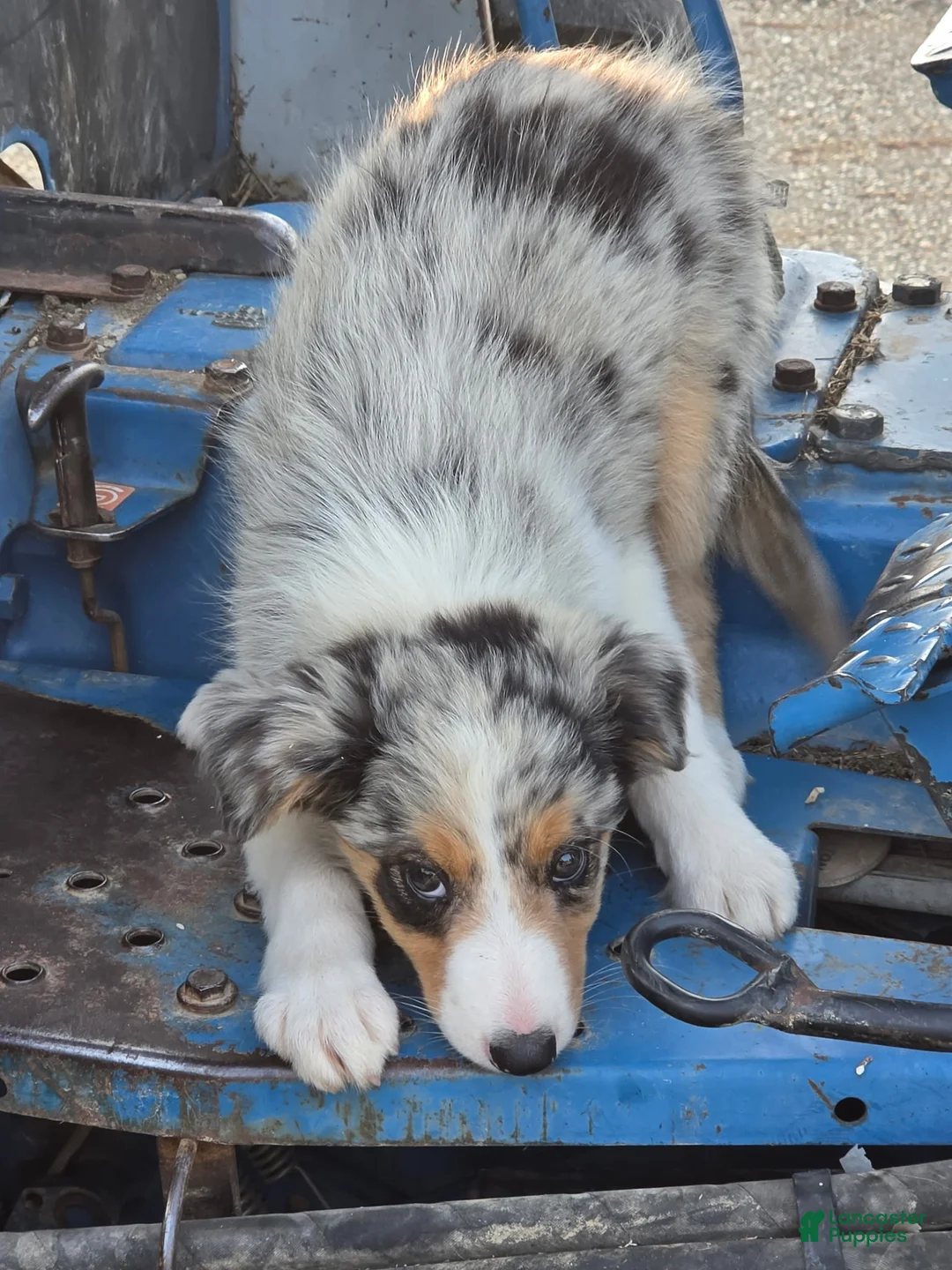 Border Collie dogs for sale: Bella  - Ad 3