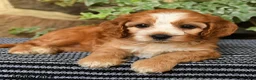 Cockapoo dogs for sale: Coffee - Ad 5
