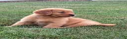 Golden Retriever dogs for sale: Milo - Ad 5