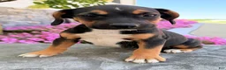 Beabull dogs for sale: Tosha - Ad 2