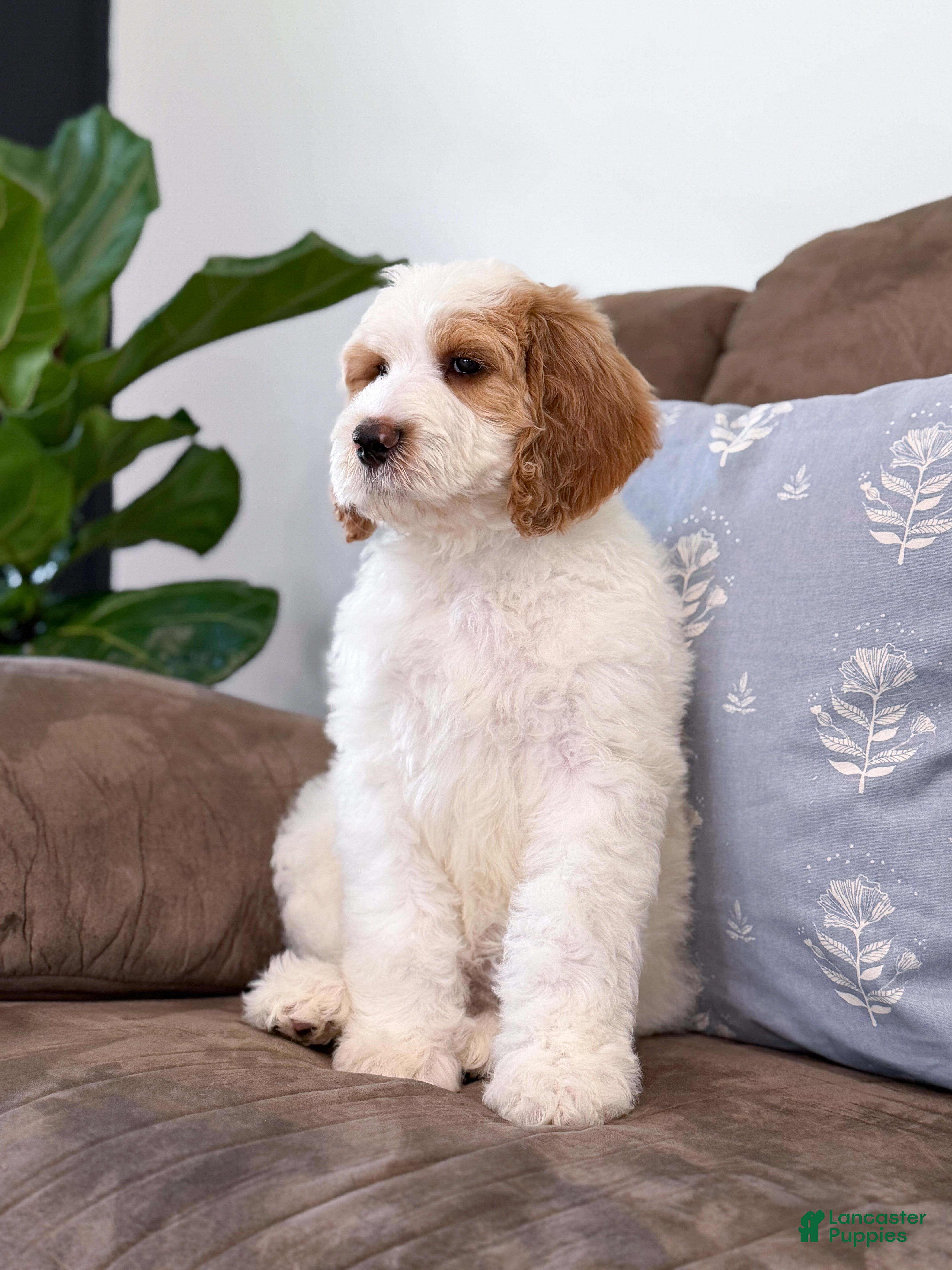 Goldendoodle dogs Knox - Ad 2