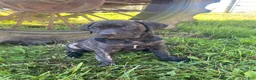 Cane Corso dogs for sale: Jewel - Ad 6