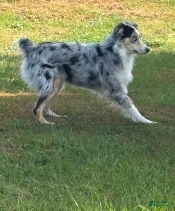 Australian Shepherd dogs Australian Shepherd  - Ad 6