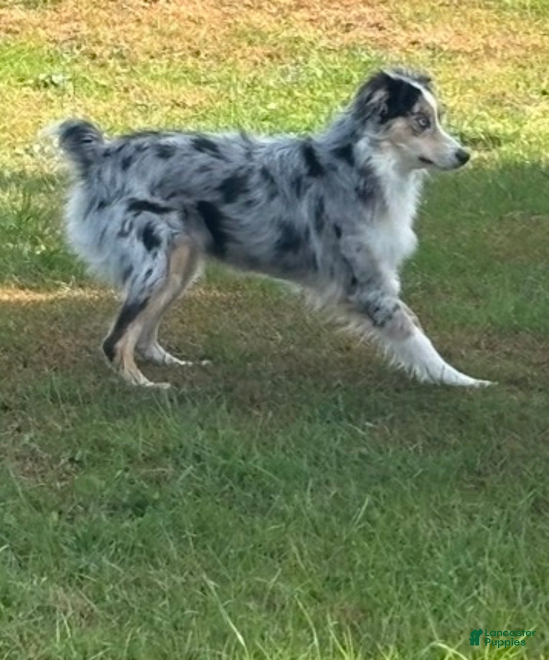 Australian Shepherd dogs for sale: Australian Shepherd  - Ad 1