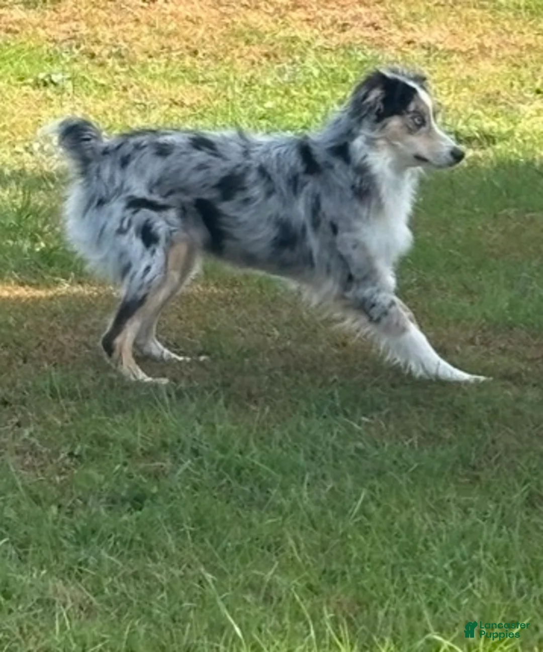 Australian Shepherd dogs for sale: Australian Shepherd  - Ad 1