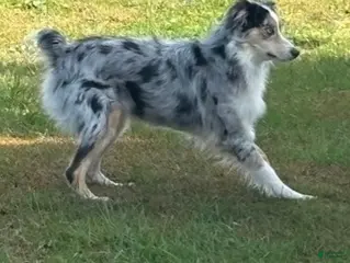 Australian Shepherd dogs Australian Shepherd - Ad 20