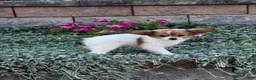 Papillon dogs for sale: Roxy  - Ad 4